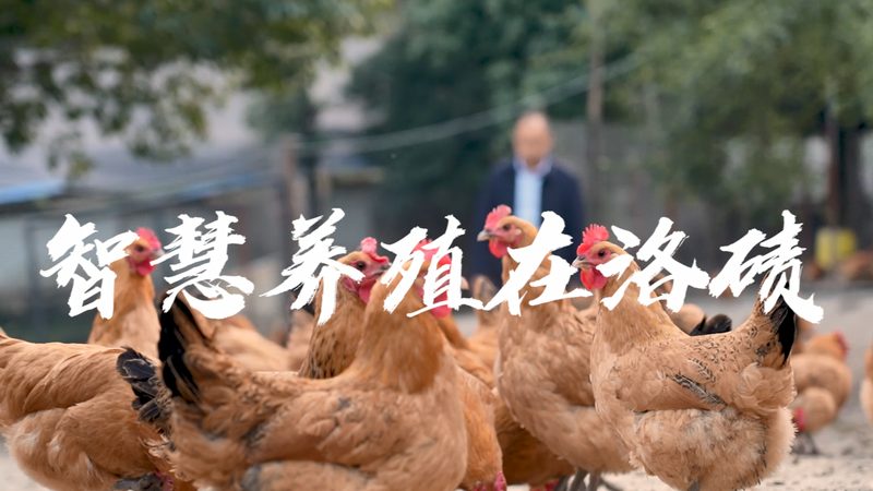 CRo实施流程五步法：揭秘生物制药研发的标准化路径