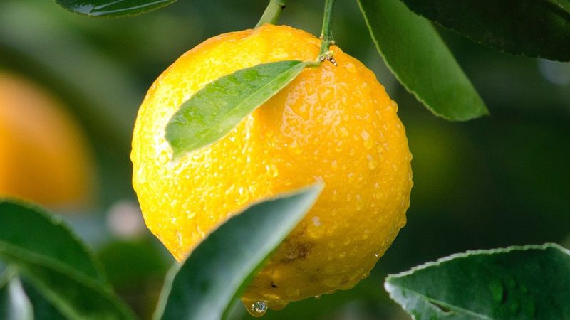 生物医药外包服务：揭秘其优缺点